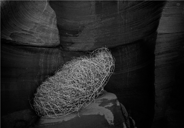 Tumbleweed 13-2288 bw.jpg